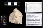 Foto (Objekt + Etikett) von Longodromites excisus (von Meyer, 1857)  (NHMW-GEO-2014-0194-0017)